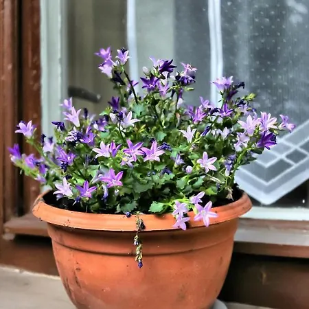 Afrodite アパート *