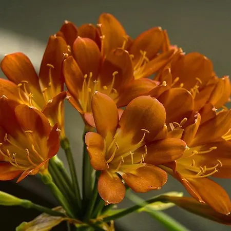 Afrodite アパート