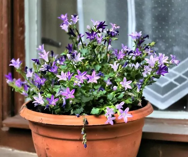 Afrodite Apartment *